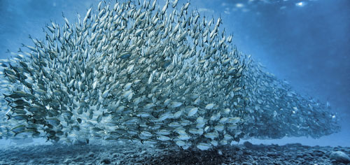 School of fish