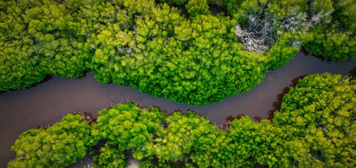 Arial view of a jungle river