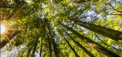 View of trees looking up