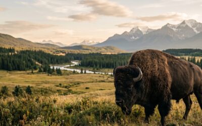 A Multi-partner Conservation Plan for Species at Risk across Canada’s Agriculture Sector