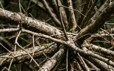 Nature: Lost in the Alphabet Soup of Frameworks