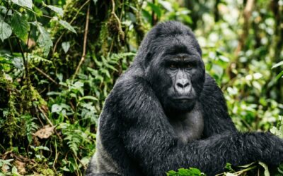 Facilitating the 2030 Strategic Plan for the Dian Fossey Gorilla Fund