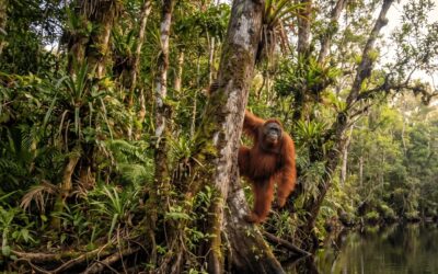 A Strategic Plan for The Nature Conservancy’s Durable Protection Strategies Team