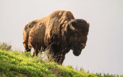 A Multi-partner Conservation Plan for Species at Risk across Canada’s Agriculture Sector