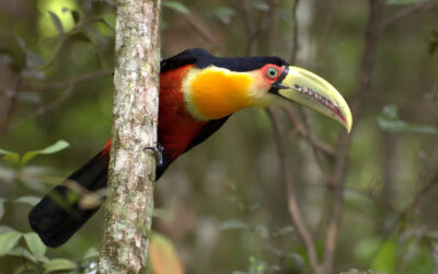 Collaborative Conservation Planning for the Atlantic Forest Region with BirdLife International and Partners