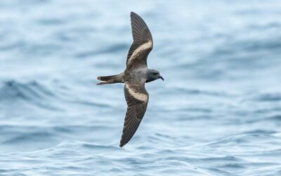 Facilitating a Collaborative Conservation Plan for Leach’s Storm-Petrel