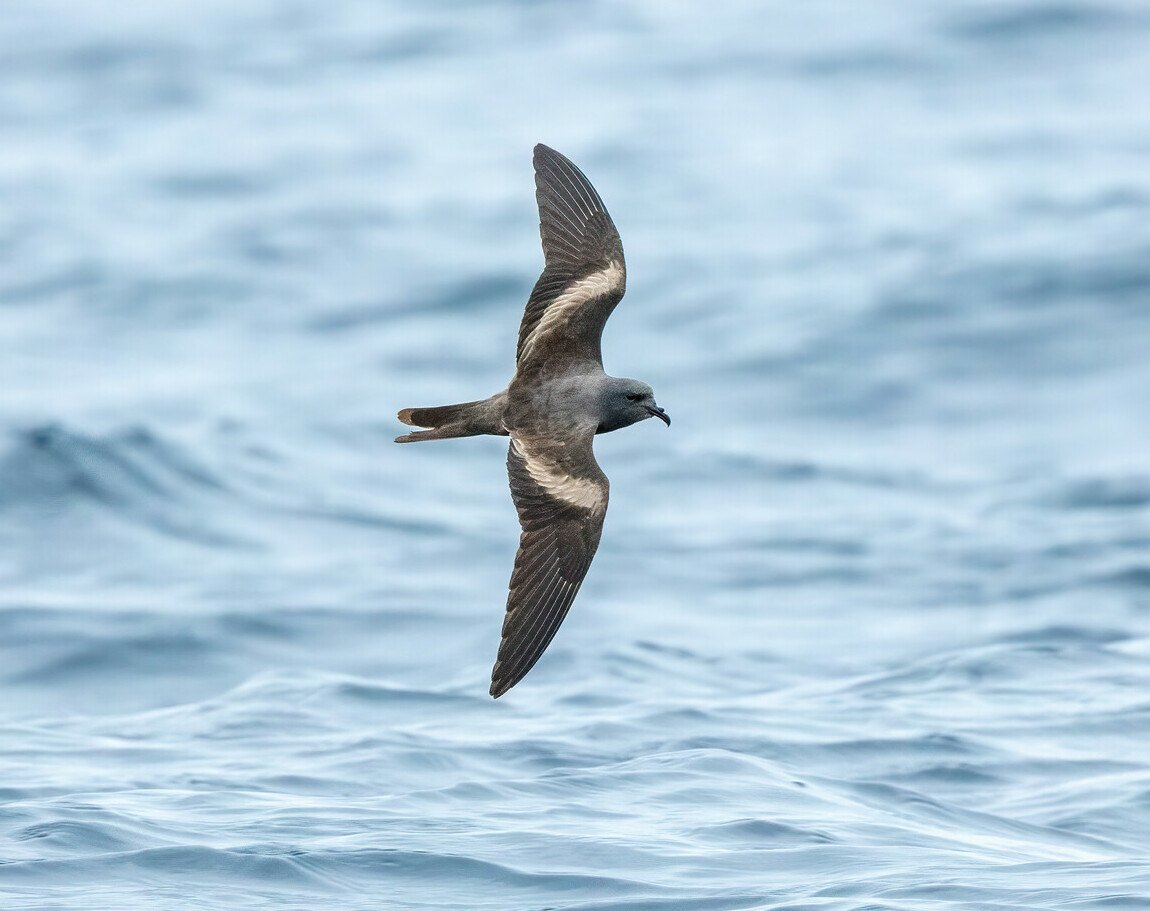 A Leach’s Storm-Petrel gliding low over the Atlantic