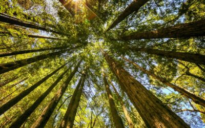 Collaboration Opportunity Mapping Across the Cambridge Conservation Initiative’s Partners