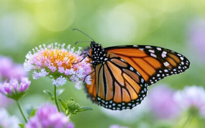 Developing a Monarch Butterfly Management Plan for Chalk River Laboratories