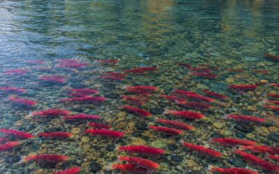 Facilitating Watershed Connectivity Remediation Plans with the Canadian Wildlife Federation