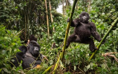 Facilitating the 2030 Strategic Plan for the Dian Fossey Gorilla Fund