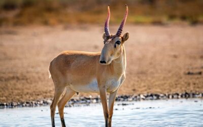 Making the Case for Resilient Rangelands in Kazakhstan