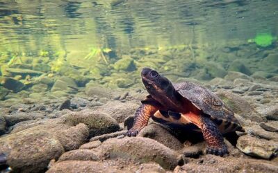 Facilitating a 10-Year Strategic Plan for the Nashwaak Watershed Association