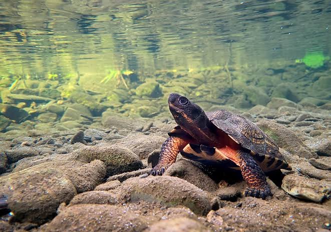 A Wood Turtle resting on a stony river bed