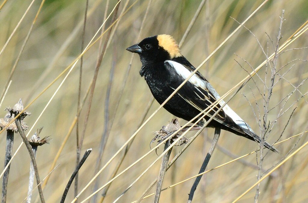 A male Bobolink perched among dry grasses