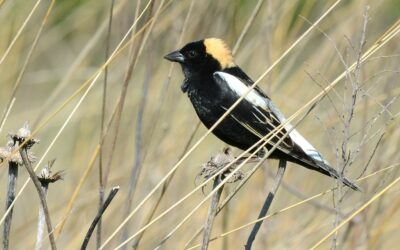 Facilitating a Species at Risk Conservation Plan for New Brunswick Farmland