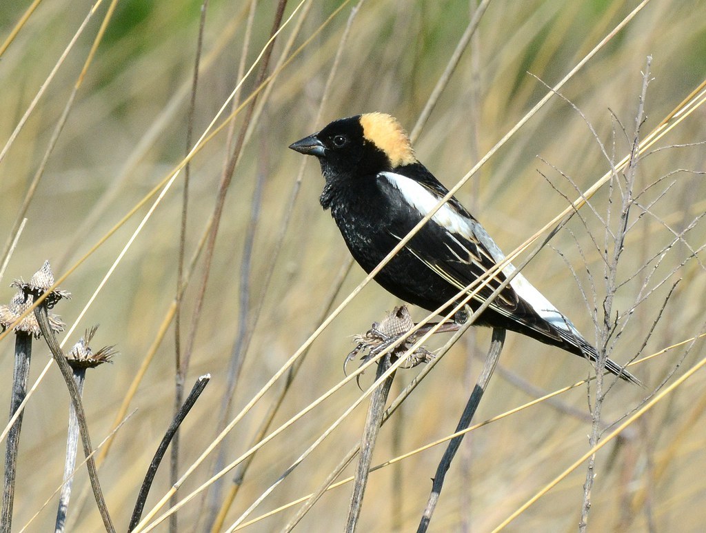 A male Bobolink perched among dry grasses