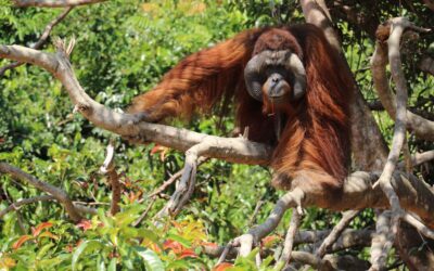 A Strategic Plan for The Nature Conservancy’s Durable Protection Strategies Team
