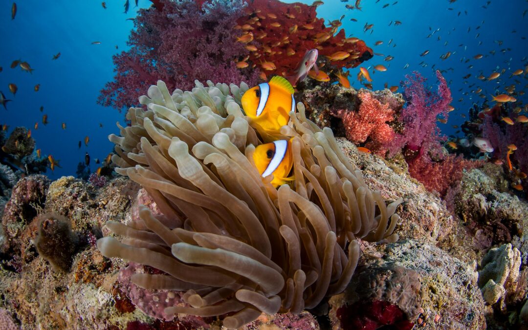 Two anemonefish sheltering in a sea anemone on a coral reef, with anthias and soft corals behind