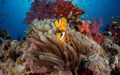 Improving Management Effectiveness of Marine Protected Areas across the Western Indian Ocean