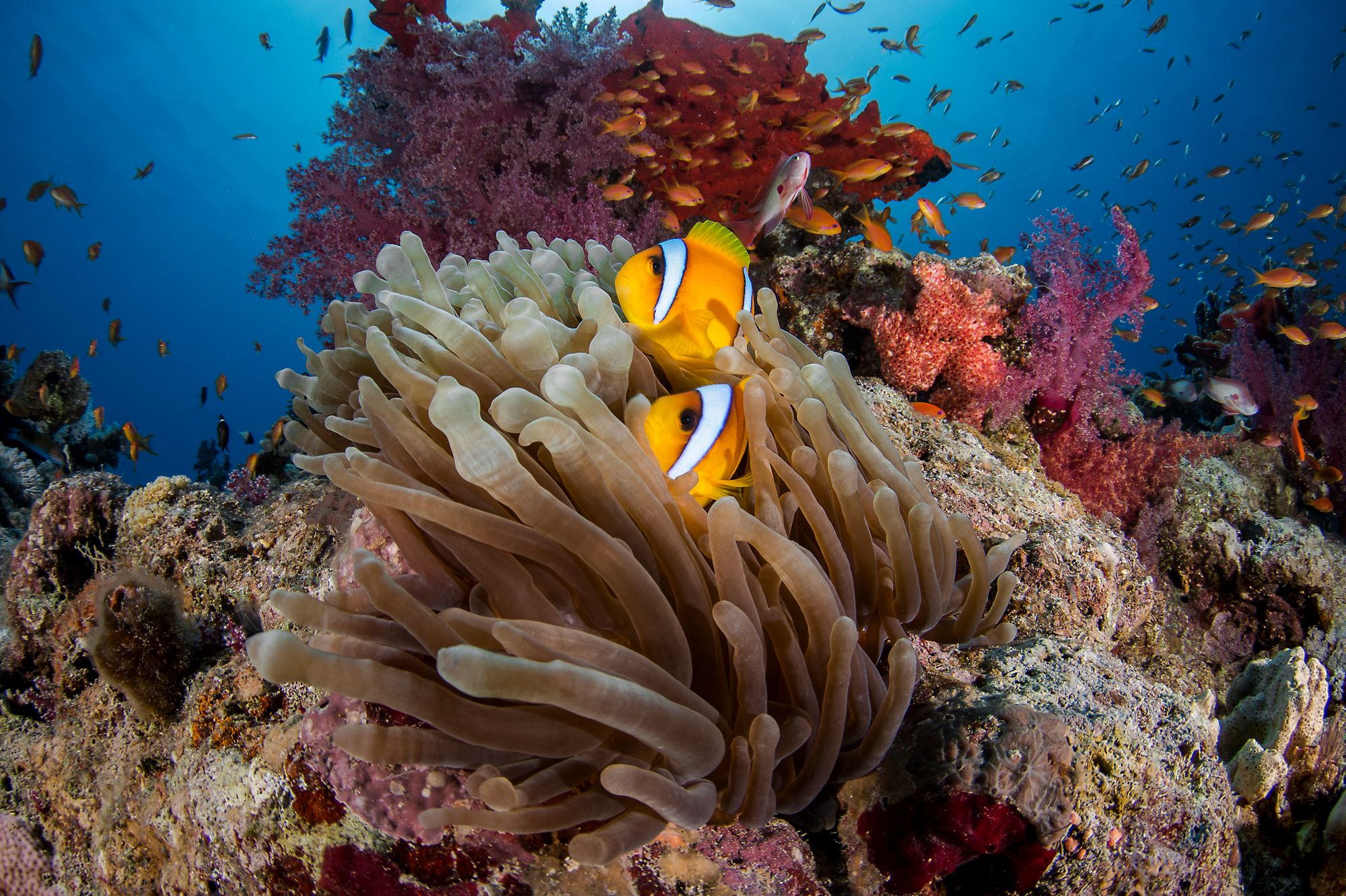 Two anemonefish sheltering in a sea anemone on a coral reef, with anthias and soft corals behind